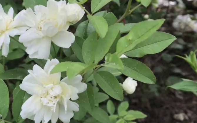 木香花是什么植物