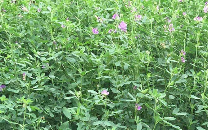 紫花苜蓿
