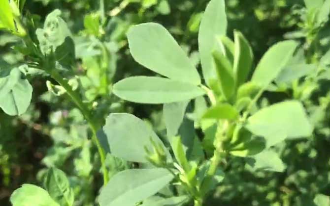苜蓿是什么植物