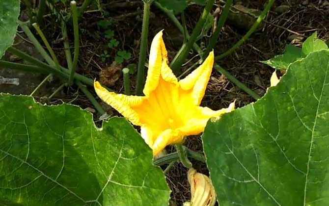 南瓜是什么植物