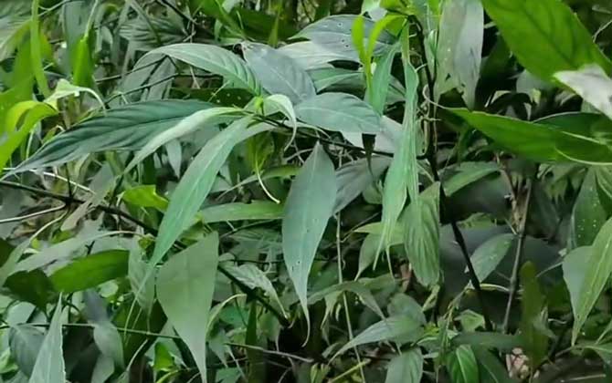 南板蓝根是什么植物