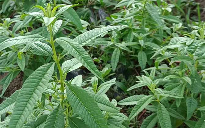 柠檬马鞭草是什么植物