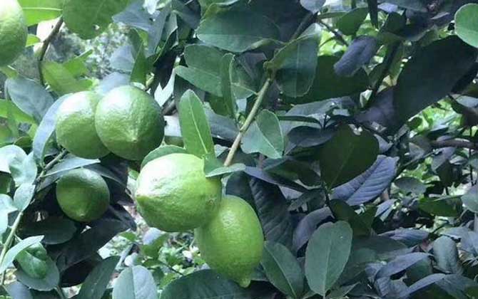 柠檬是什么植物