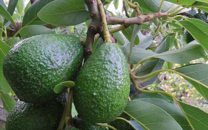 牛油果是什么植物