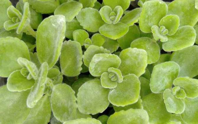 碰碰香是什么植物