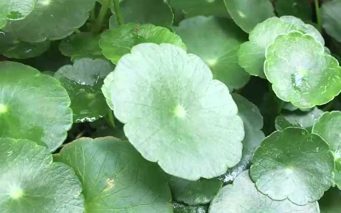 铜钱草是什么植物