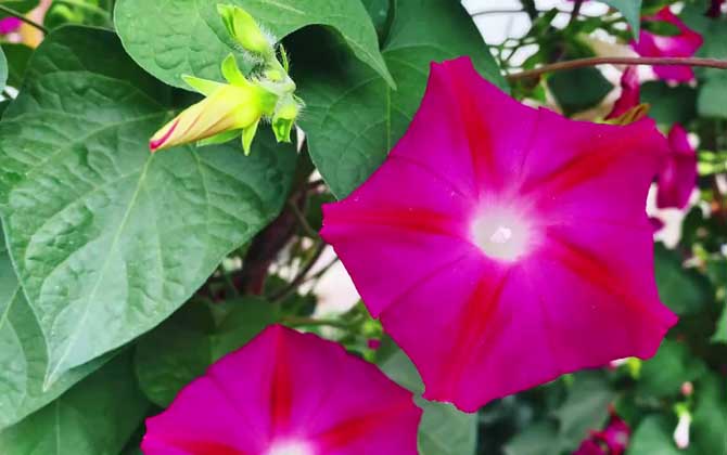 牵牛花是什么植物