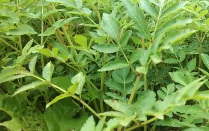 羌活是什么植物