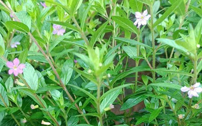 满天星是什么植物