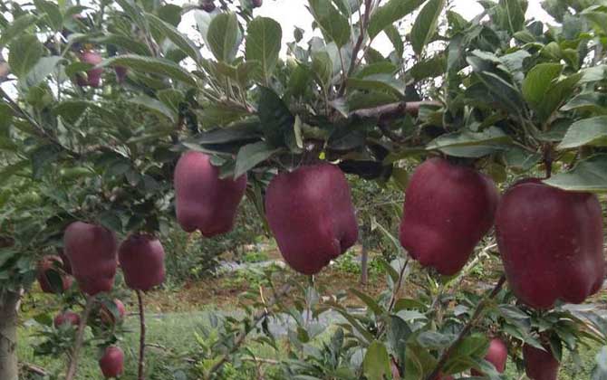 蛇果是什么植物