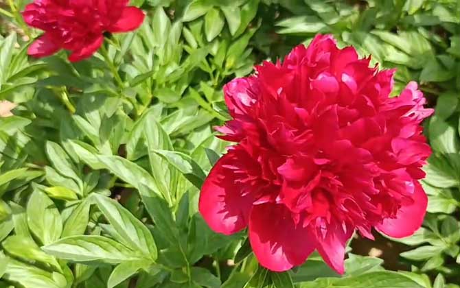 芍药是什么植物