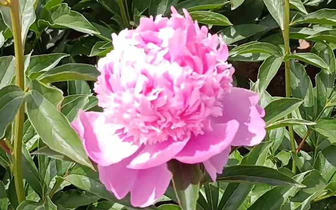 芍药什么时候开花