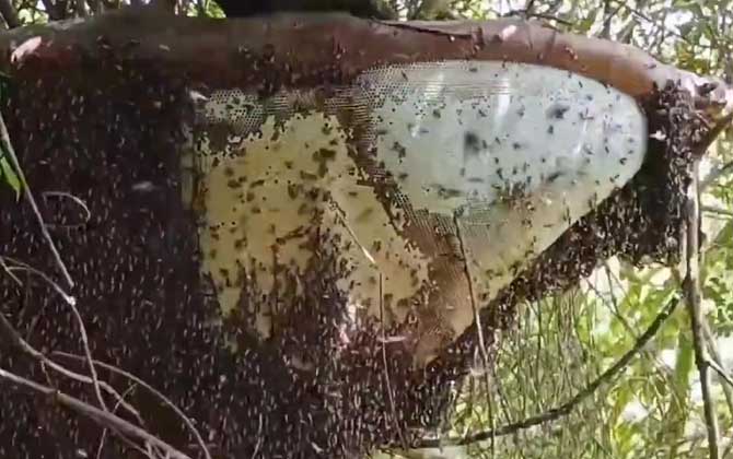 大蜜蜂是不是马蜂的一种