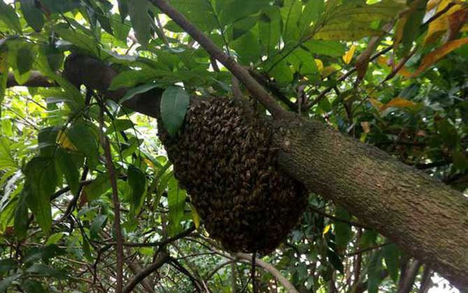 分蜂前一天有什么预兆