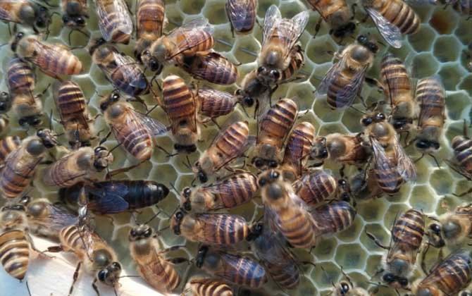 蜂群无王会自产王吗
