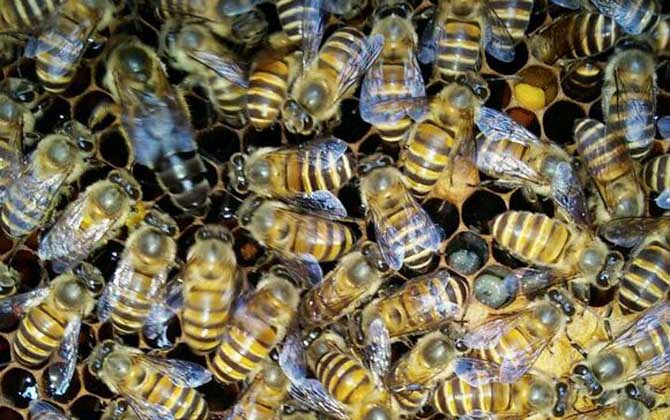 蜂王单独飞逃还会回来吗