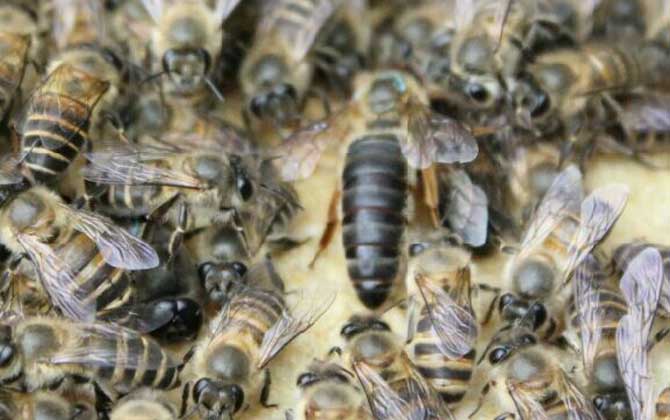 蜂王飞走了余下的蜜蜂会怎样