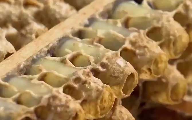 蜂王浆是什么味道才是正宗的