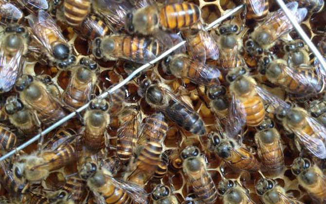 蜂王试飞时间在几点