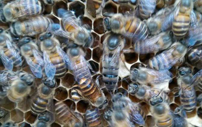 蜂王死后多久能产新王