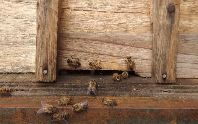 蜂箱几天打扫一次卫生