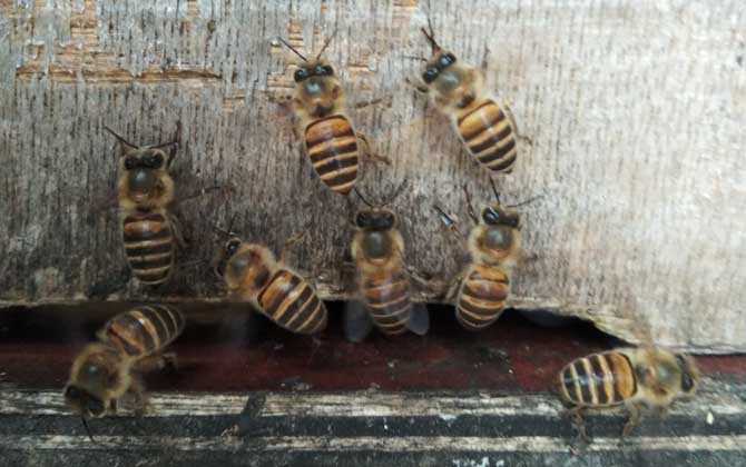 蜂箱开一个口好还是两个口好