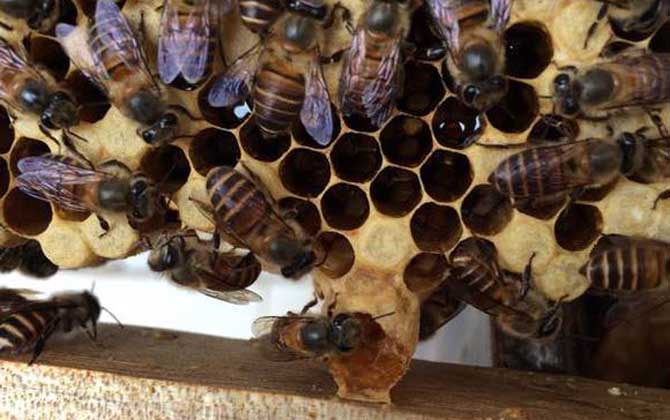 蜂箱里有几个王台怎么办