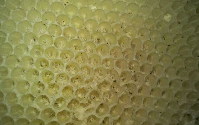 工蜂产卵是什么样子的