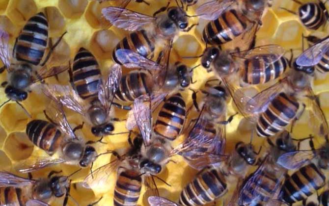 工蜂是单倍体还是二倍体