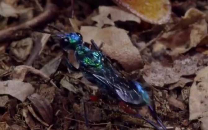 和马蜂一样大的黑色蜂叫什么