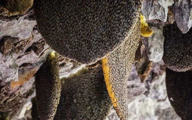 黑色个头很大的蜜蜂是什么蜂