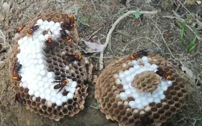 黄蜂窝怎么安全除掉