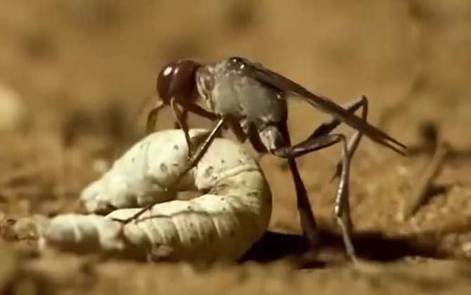 寄生蜂是什么蜂