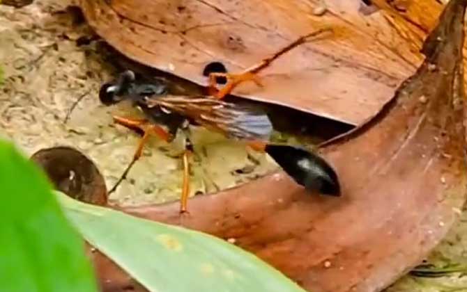 寄生蜂是蜜蜂吗