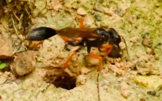 寄生蜂是益虫还是害虫