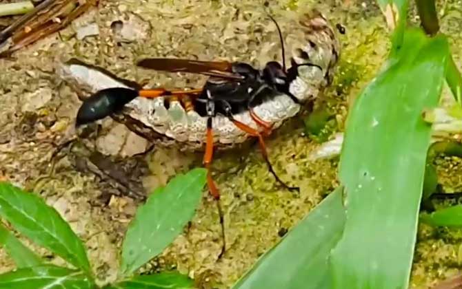 寄生蜂的天敌是什么