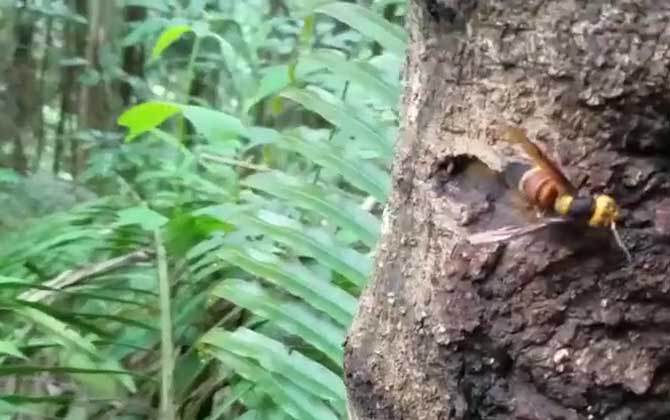 牛角蜂的天敌是谁