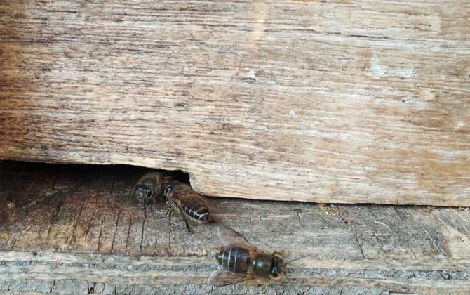 蜂箱放在哪里最旺