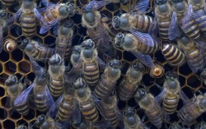 没有王的蜂群会怎样