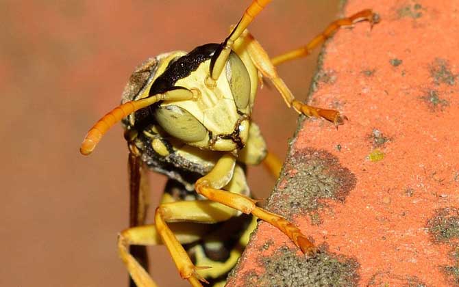 马蜂冬天都去哪里了