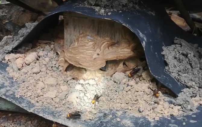 马蜂窝是怎么建成的