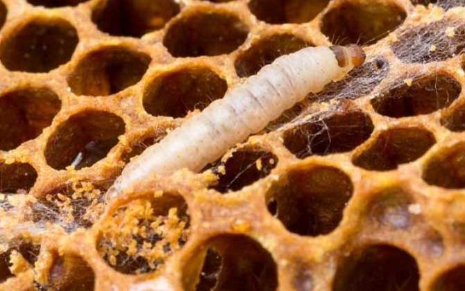 巢虫是什么的幼虫