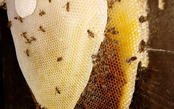 巢脾是什么意思