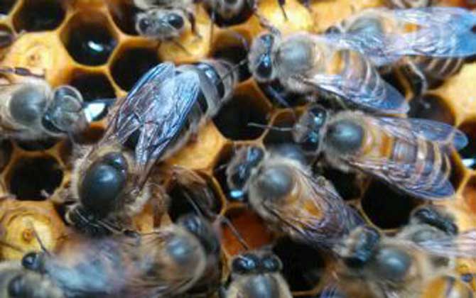 打死蜂后蜂群会报仇吗