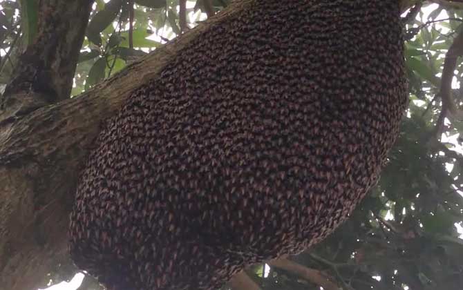 大蜜蜂叫什么名字