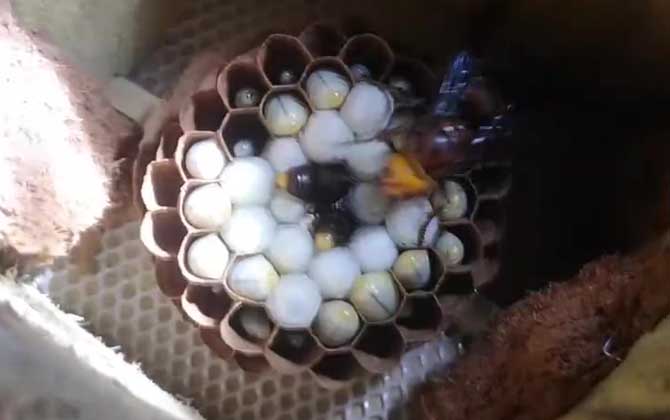 马蜂有蜂王和蜂后吗