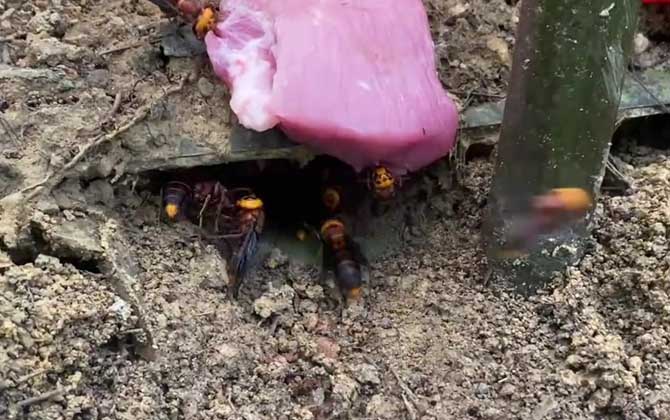 马蜂在一个窝住几年