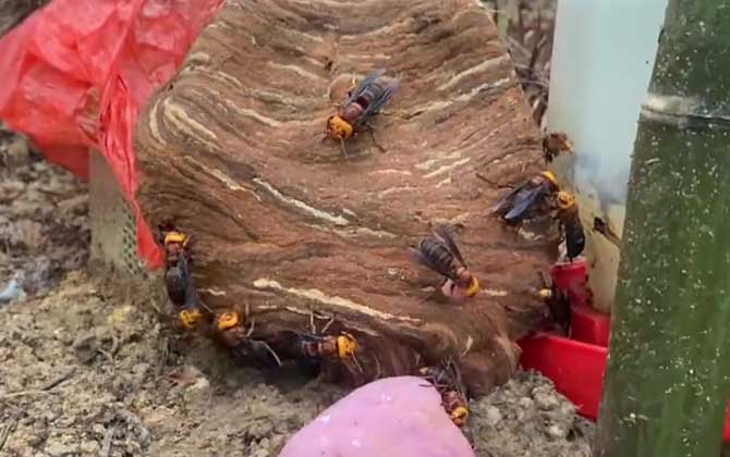 牛角蜂是不是马蜂