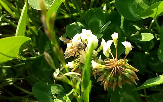 蜜蜂喜欢在山腰还是山顶