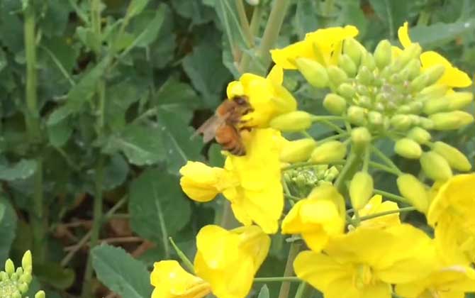 蜜蜂消失了会怎么样